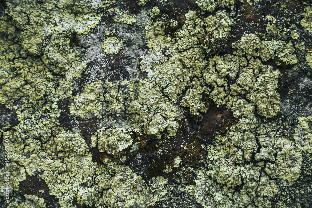 Lichen on granite stone background