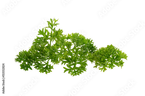 fresh parsley isolated on a white background.