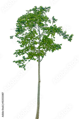 Tree isolated on white background © suti