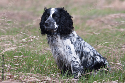 spaniel on the meadow