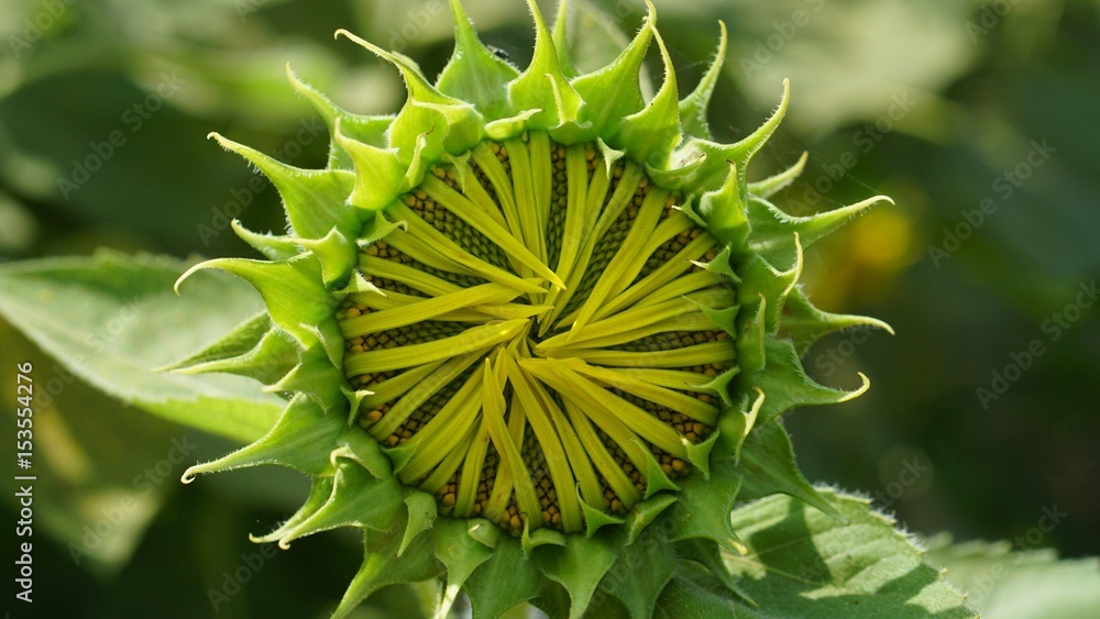 blooming sunflower is waiting the sun rise