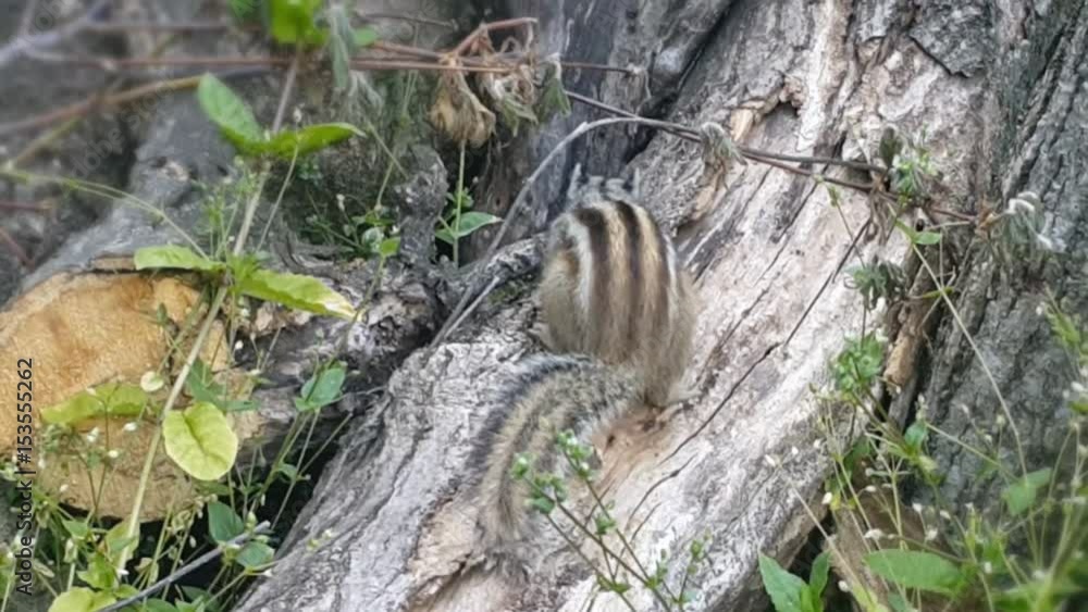 Chipmunk In Nature Chipmunk In Nature