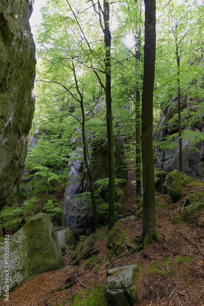 Forest in Polyanitsky regional landscape park Forest in Polyanitsky regional landscape park