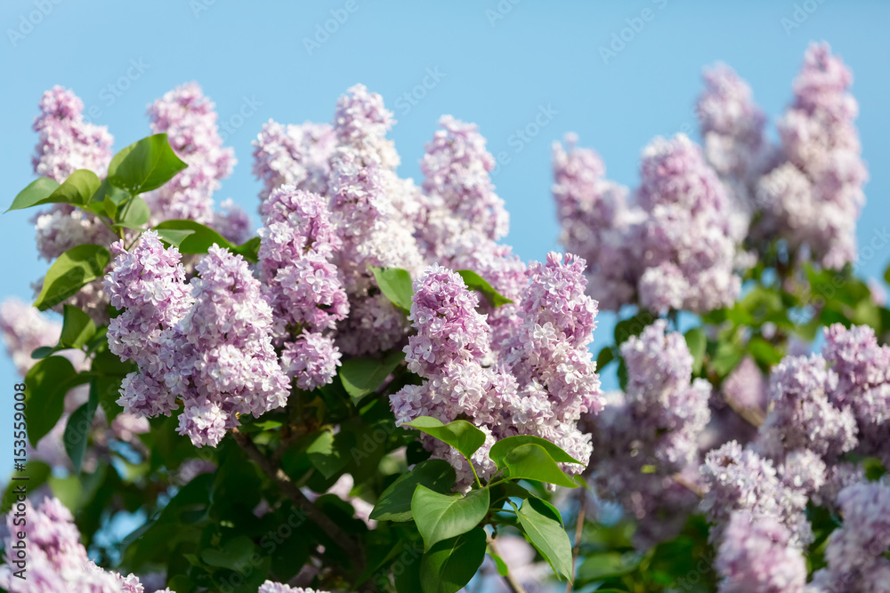Fototapeta premium Lilac bloomed in the botanical garden