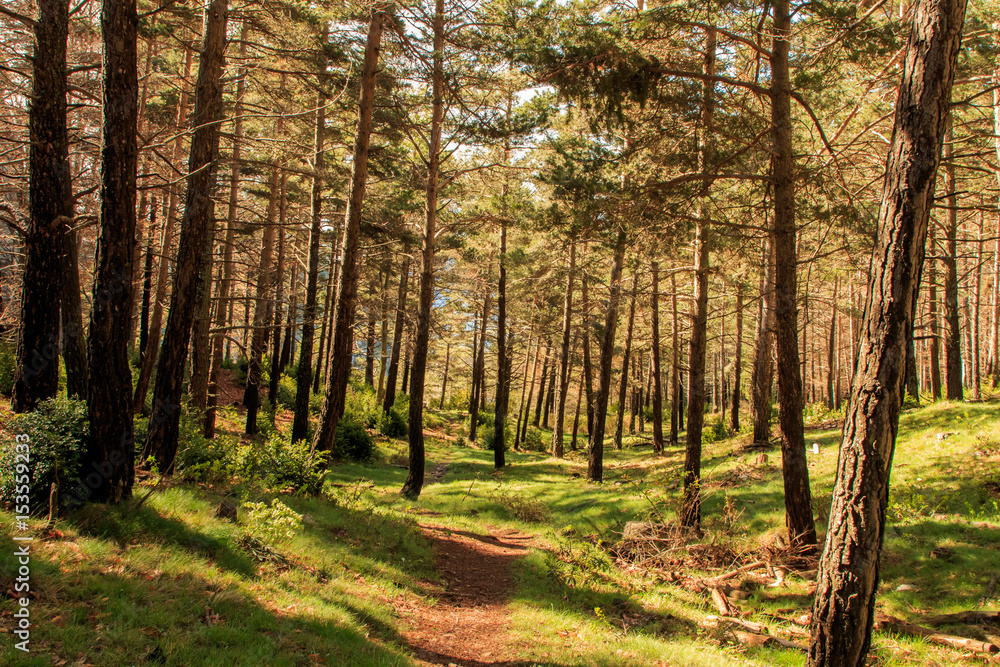 Naklejka premium Forest with thin and tall trees cross my path