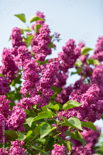 Lilac bloomed in the botanical garden