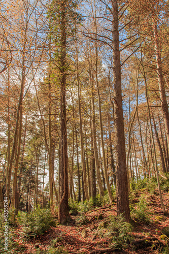 The greatness of the forest trees in front of me