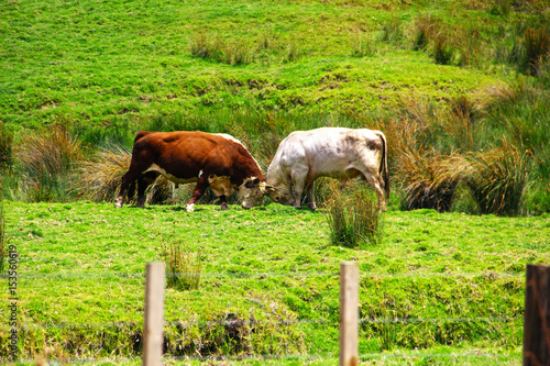 New Zealand 