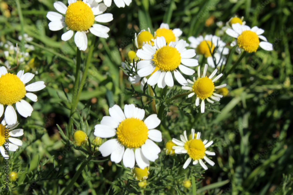 chamomile flor