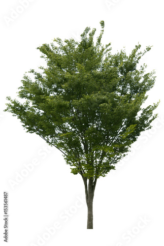 緑の葉が生い茂る木