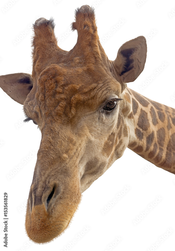 Fototapeta premium Giraffe head face