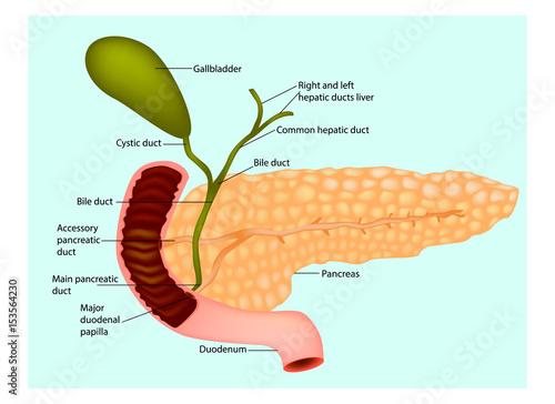 The pancreas with surrounding vessels and organs (gallbladder and duodenum)