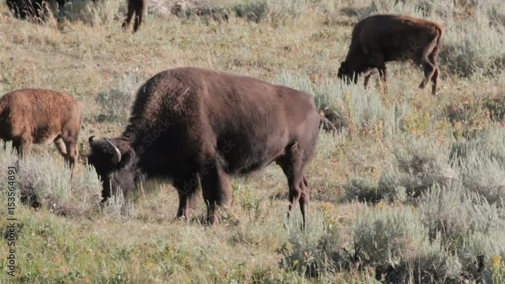 close shot of buffalo grazing in a valley close shot of buffalo grazing in a valley
