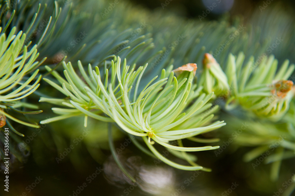 Pine tree - a close up of a branch with fresh needles Pine tree - a close up of a branch with fresh needles