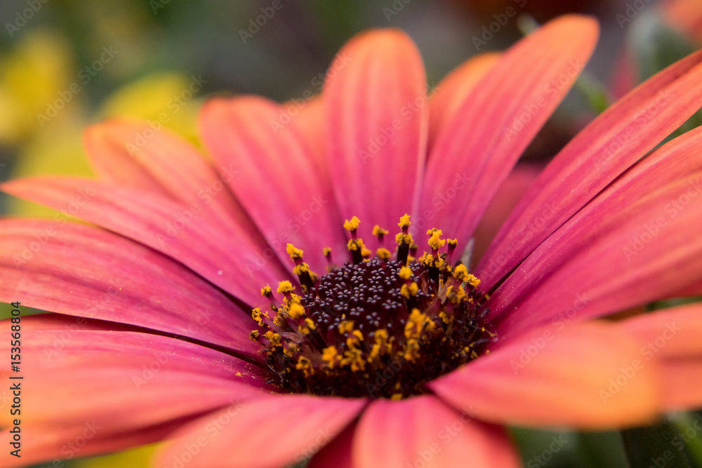 Purple flower Purple flower
