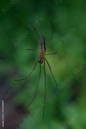 Spider long legs
