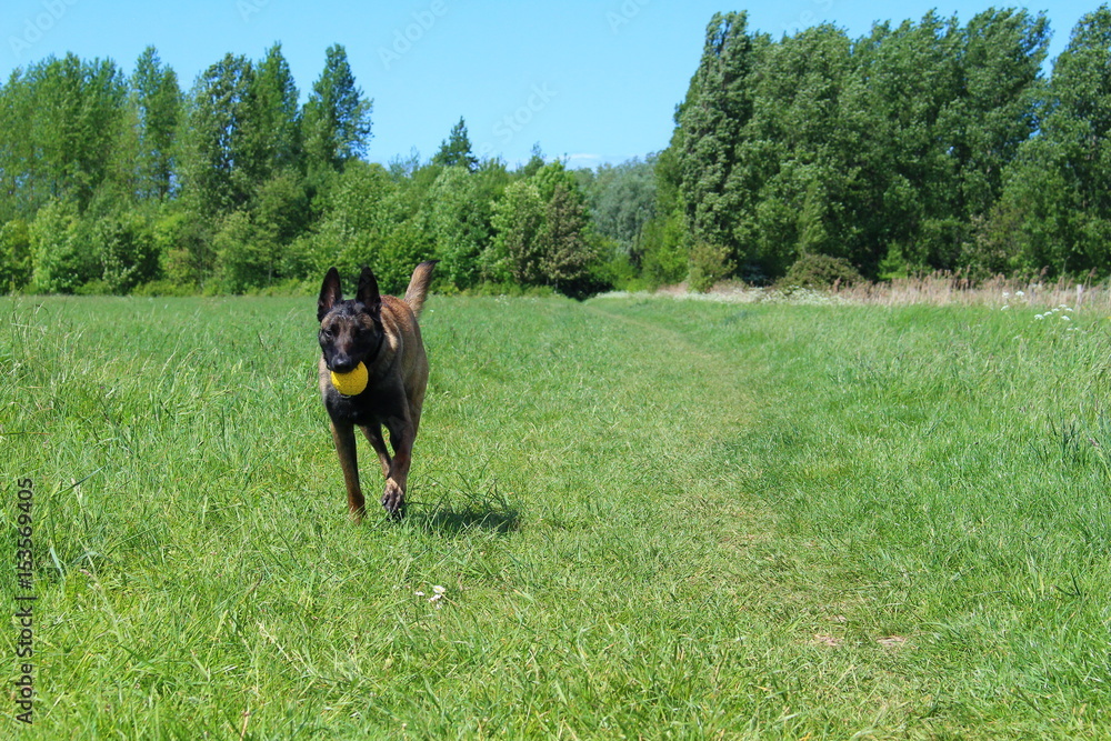 malinois qui apporte son jouet en courant malinois qui apporte son jouet en courant