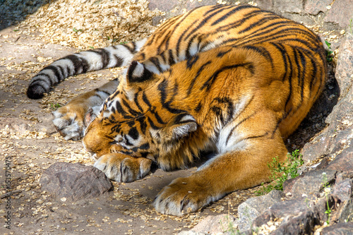 wild animal striped predator amur tiger asleep