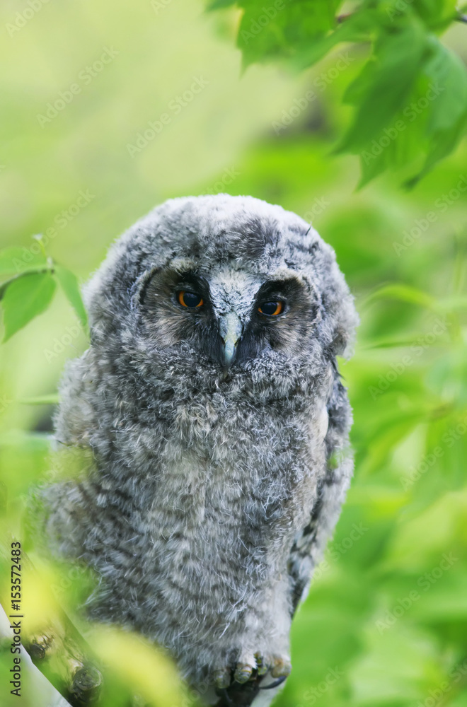 Fototapeta premium funny bird owl with fluffy feathers among the green foliage