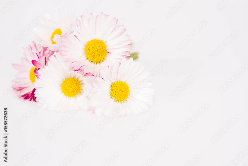 Obraz premium Daisies bouquet on a white background
