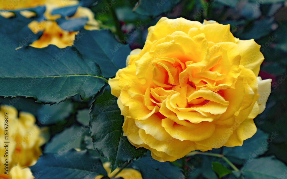 close up on beatiful yellow rose in the garden close up on beatiful yellow rose in the garden
