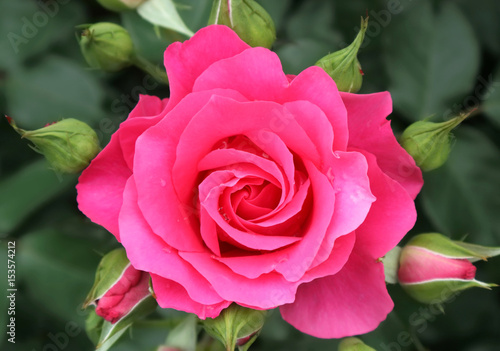 close up on blooming pink rose with green leaves as background