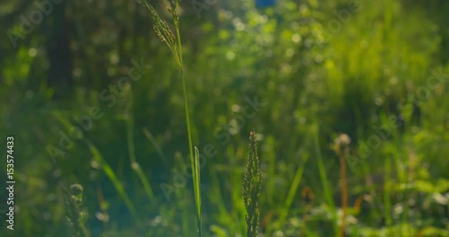 One herb on sky background. Close up.