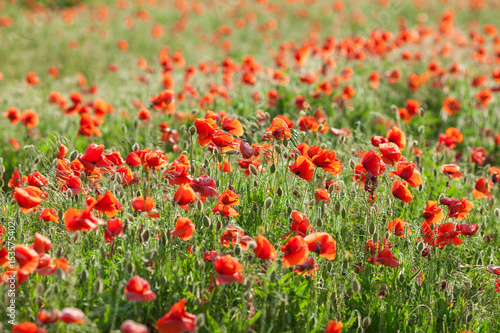 Poppy farming  nature  agriculture  blooming  summer flowers concept - industrial farming of poppy flowers - close-up on flowers and stems of the red poppies field. Summer mood.