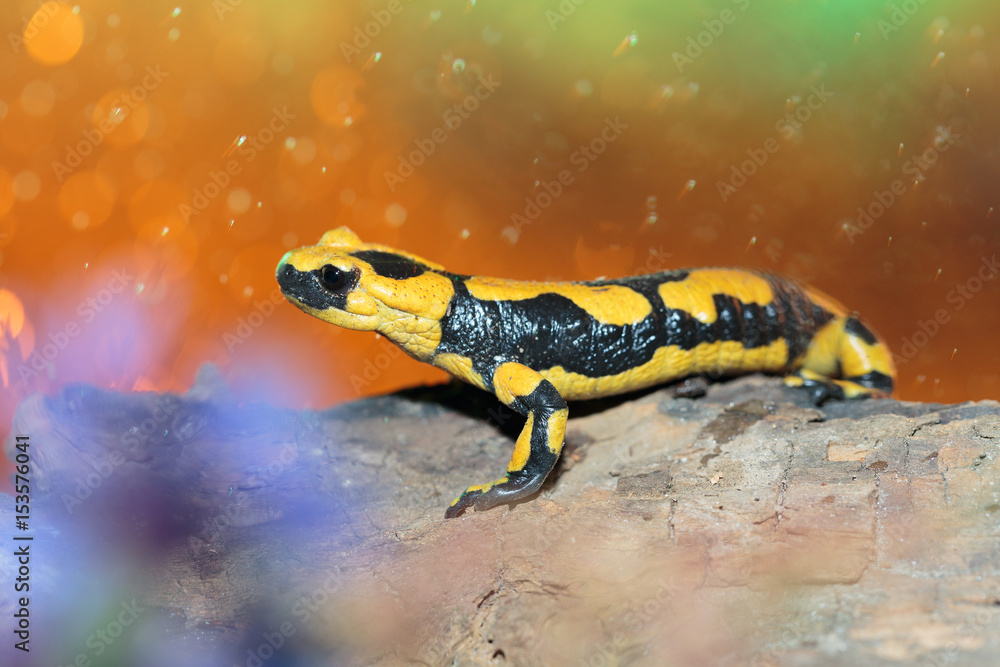 Fototapeta premium Salamander 05