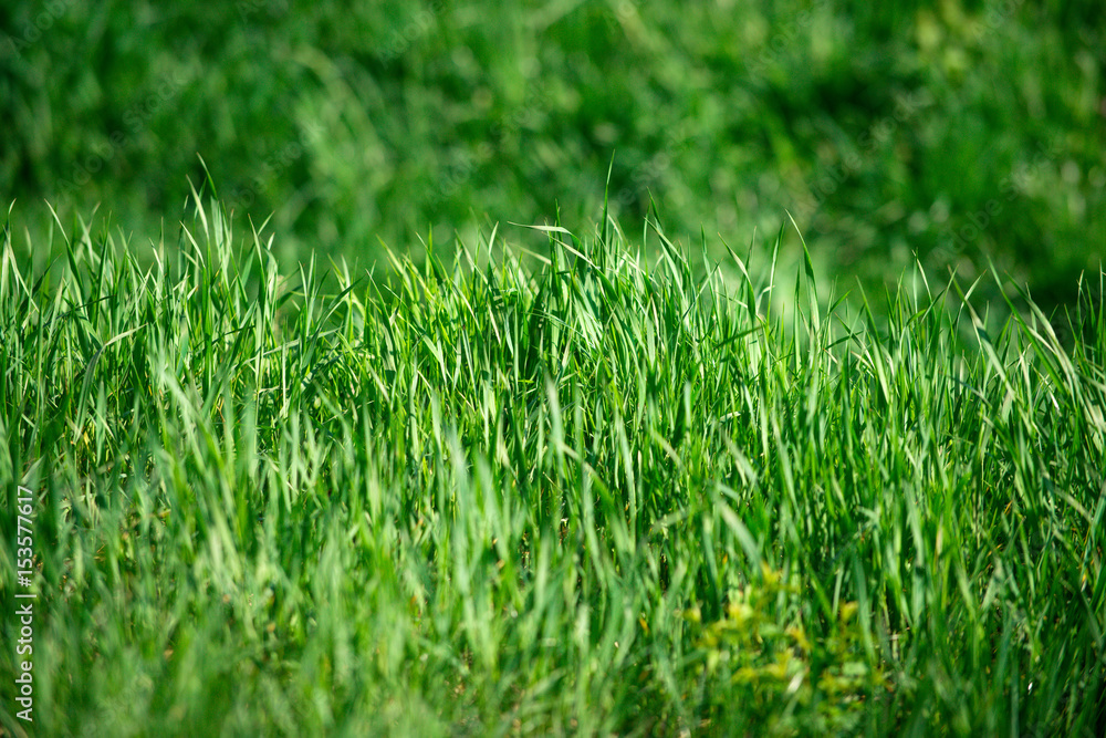 Fototapeta premium green grass, natural background texture, fresh spring sunny outdoor