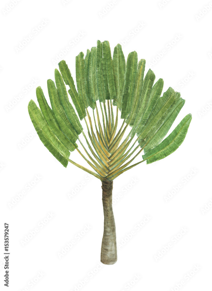 Naklejka premium Watercolor painting Palm plant. Ravenala madagascariensis.Sao Tome, Africa