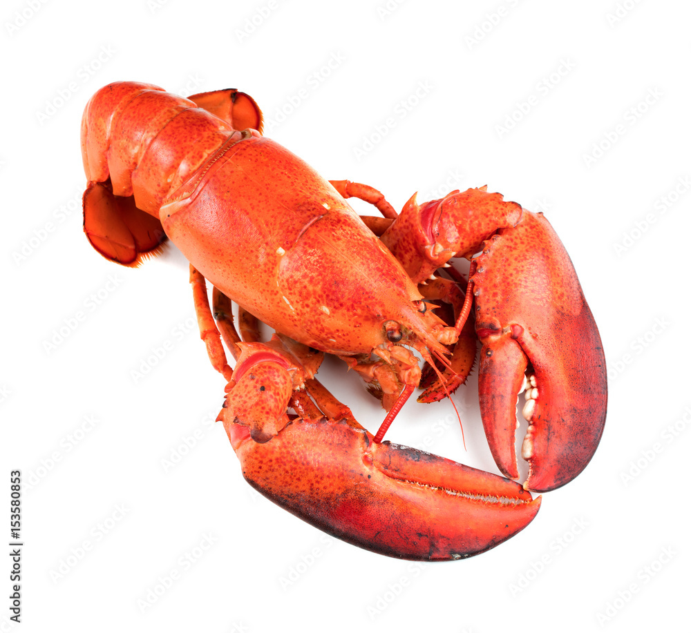 Red lobster isolated on white background Red lobster isolated on white background