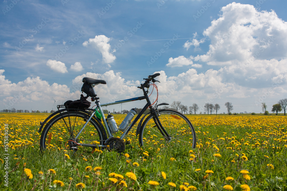 Yellow rape field