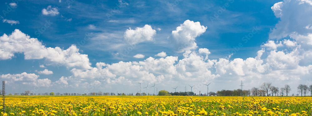 Yellow rape field