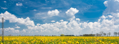 Obraz na płótnie Yellow rape field w salonie