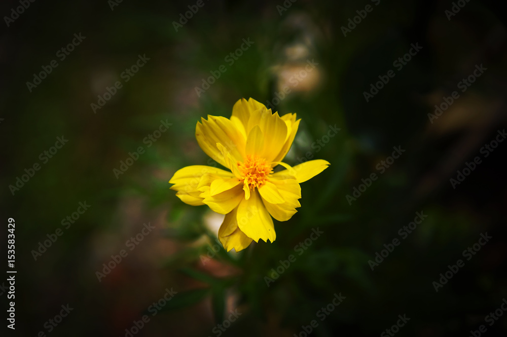 Close Up Beautiful Yellow Flower Close Up Beautiful Yellow Flower
