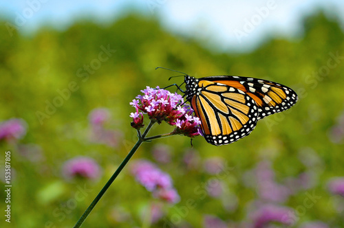 Monarch butterfly © Dominik