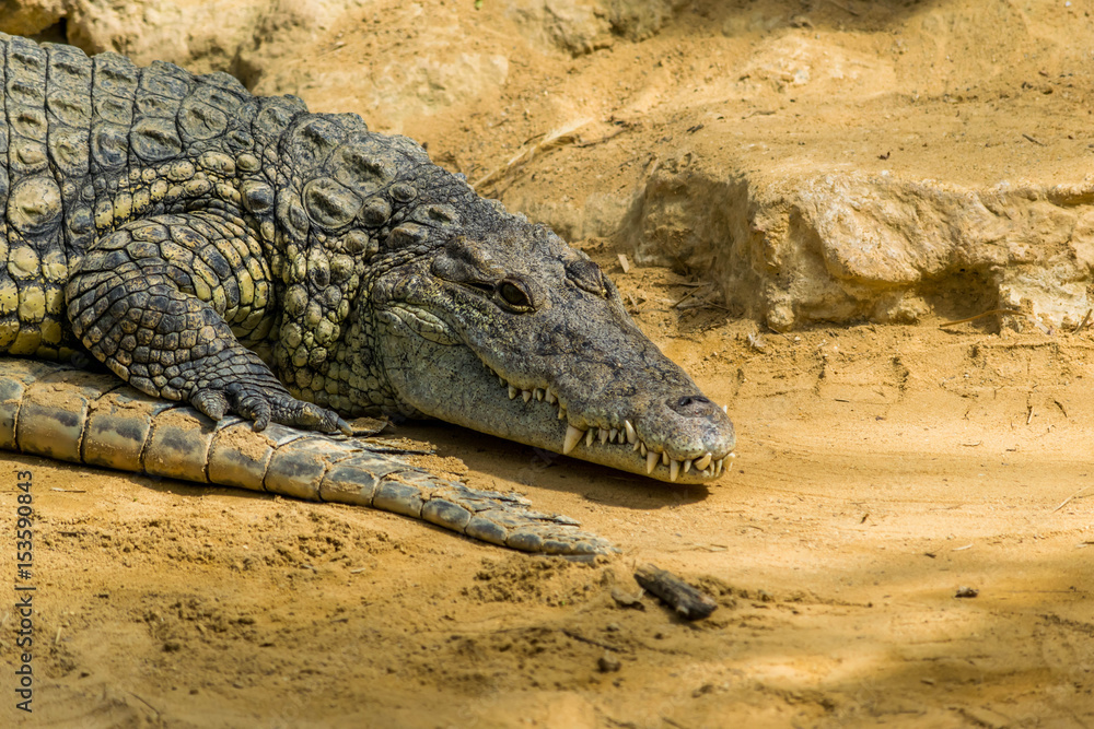 Fototapeta premium Crocodile.