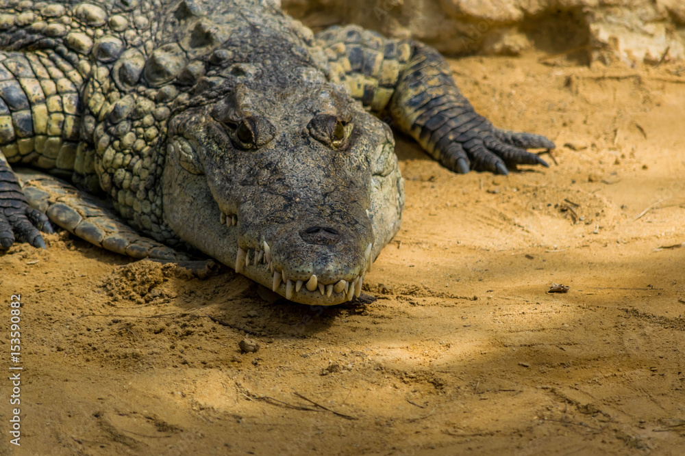 Fototapeta premium Krokodyl.