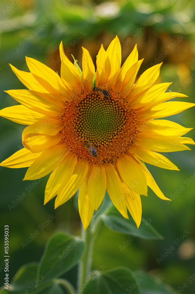 yellow sunflower field with a bee that pollinates the flower yellow sunflower field with a bee that pollinates the flower