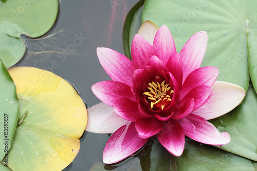 Obraz na płótnie ClosUp Pink water lily Single flower w salonie