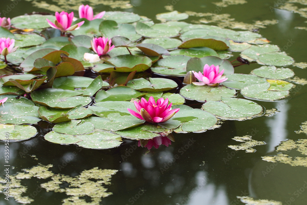 This waterlilies or lotuses flowers of the water surface Botanical garden