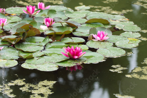 Obraz na płótnie This waterlilies or lotuses flowers of the water surface Botanical garden w salonie