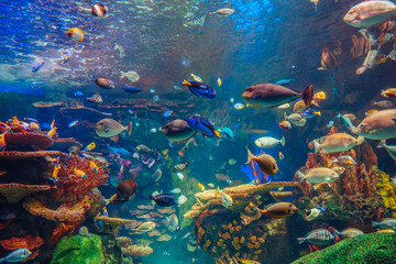 Fototapete Unterwasser Tropische Fische am bunten Korallenriff  © anoushkatoronto