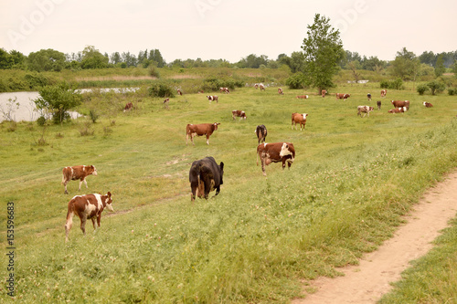 cows on meadow © vanjus