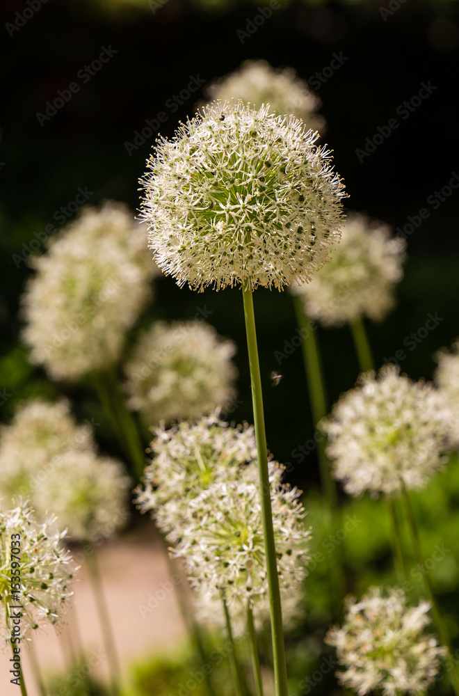 Allium Mont Blanc cultivated in a garden Allium Mont Blanc cultivated in a garden