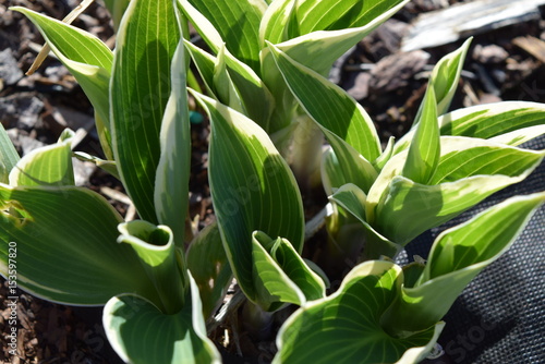 Green plant, garden plant