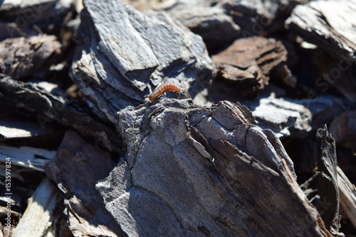 Centipede on a rock, insect