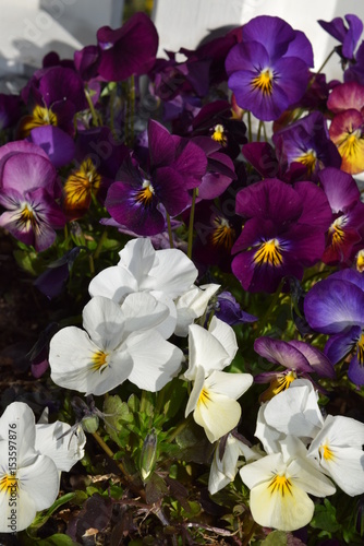 Flowerbed with viola tricolor