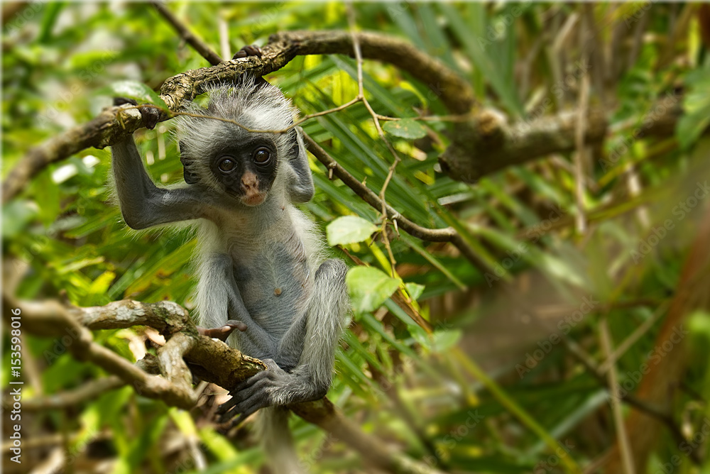 Fototapeta premium Young red colobus monkey in Jozani forest national park, Zanzibar, Tanzania